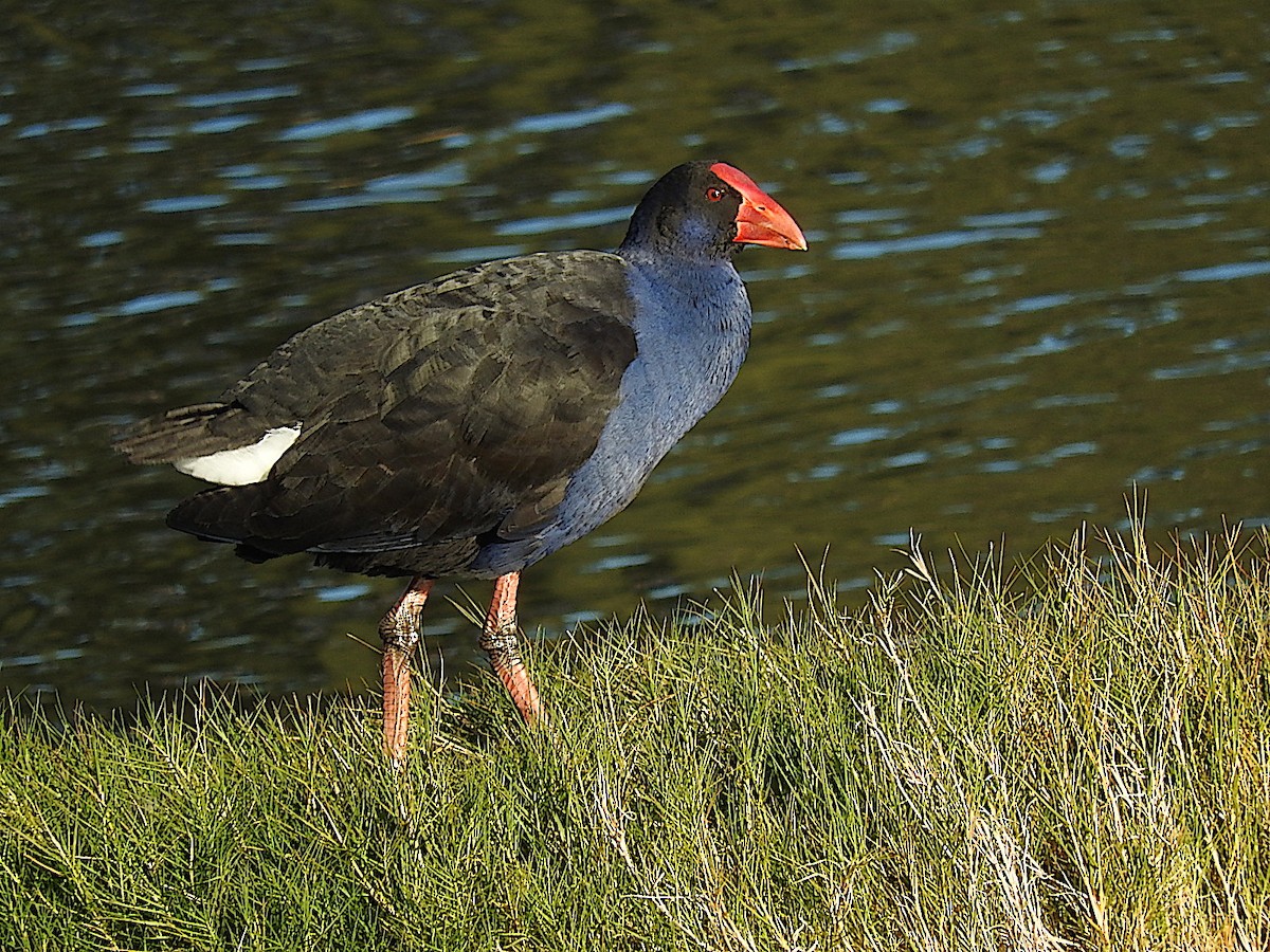 Australasian Swamphen - George Vaughan