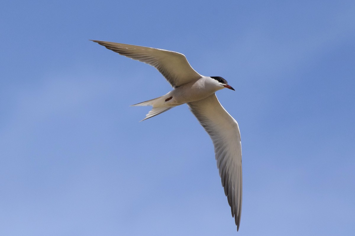 Common Tern - ML234833971