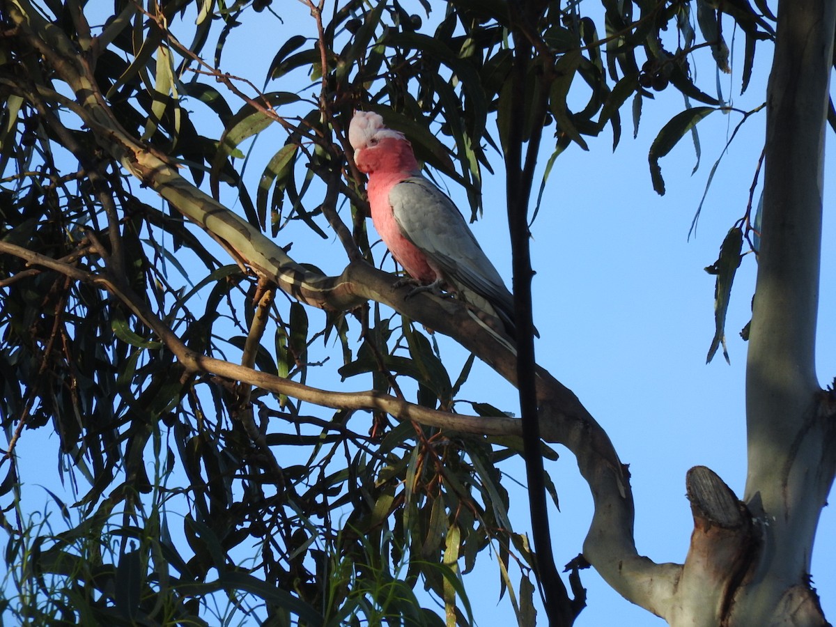 Cacatúa Galah - ML234834261