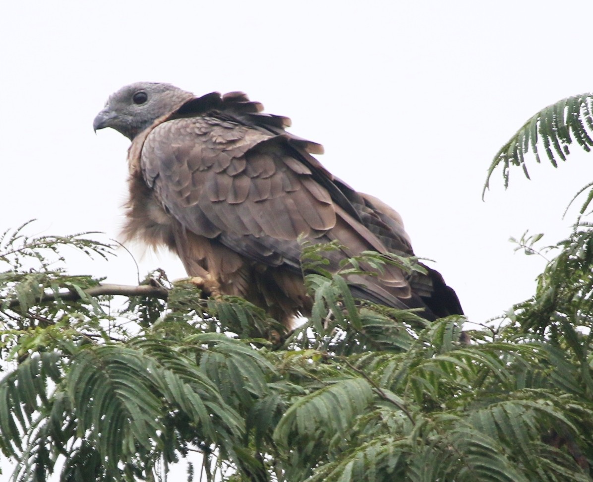 Oriental Honey-buzzard - ML234834541