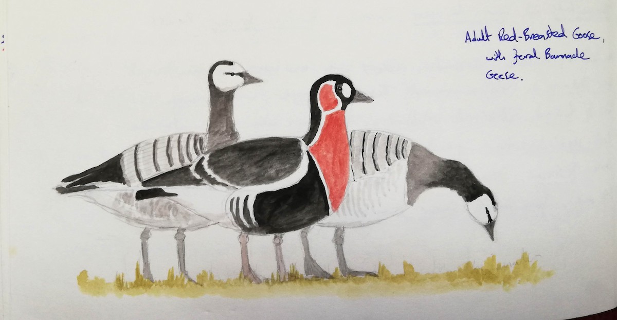 Red-breasted Goose - ML234835101
