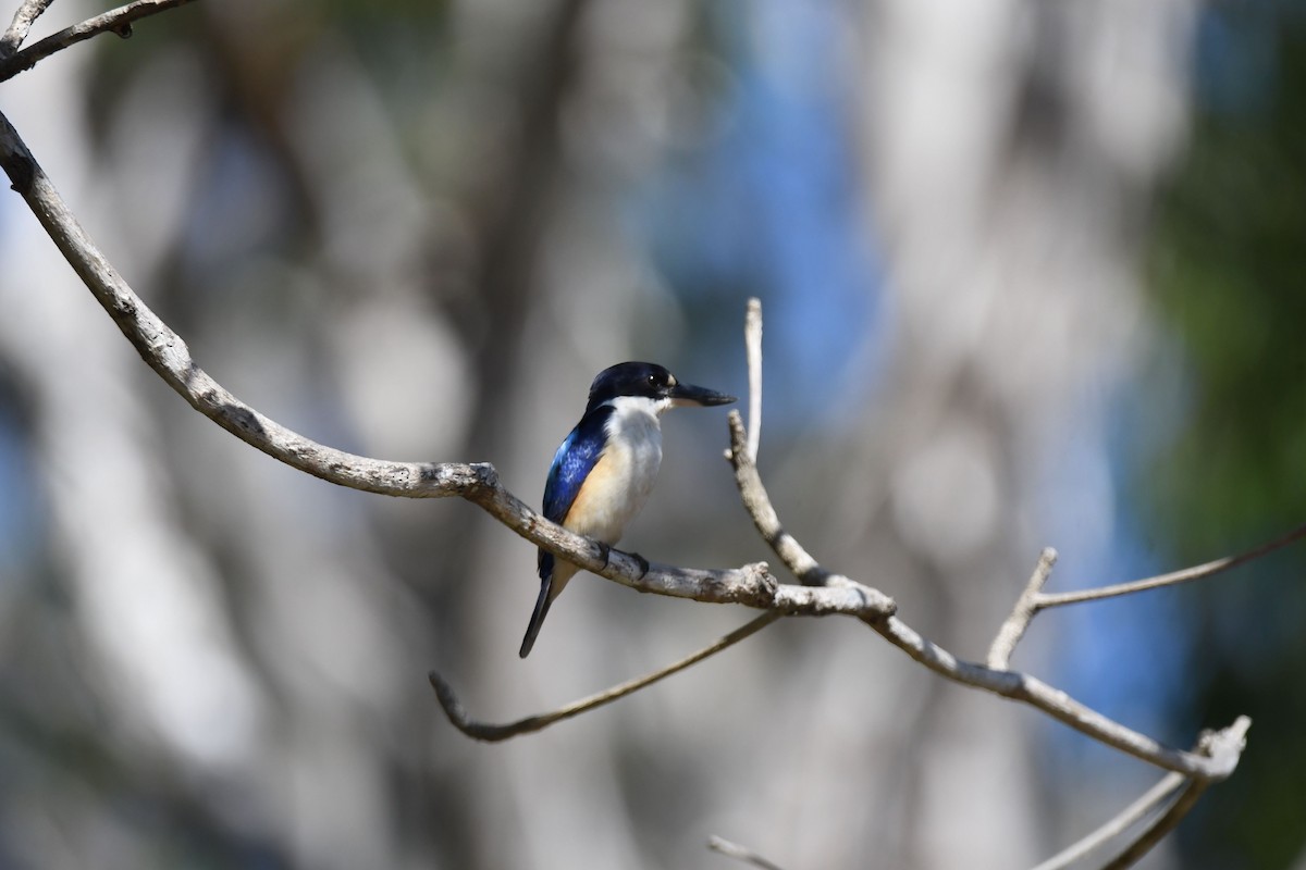 Forest Kingfisher - ML234835111
