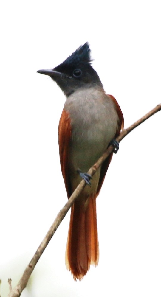 Indian Paradise-Flycatcher - ML234835561