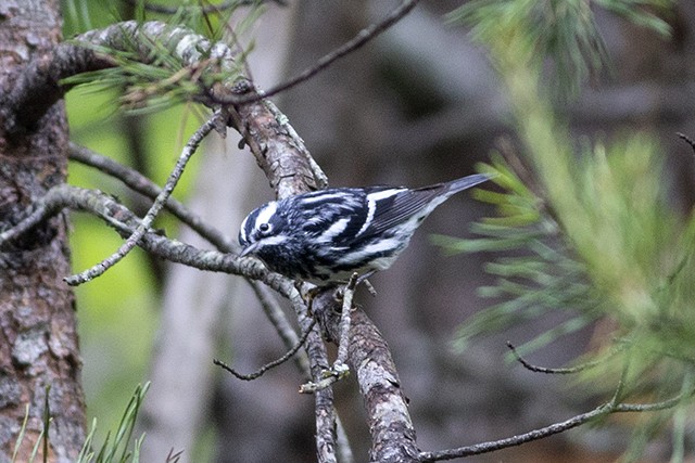 Black-and-white Warbler - ML234836301