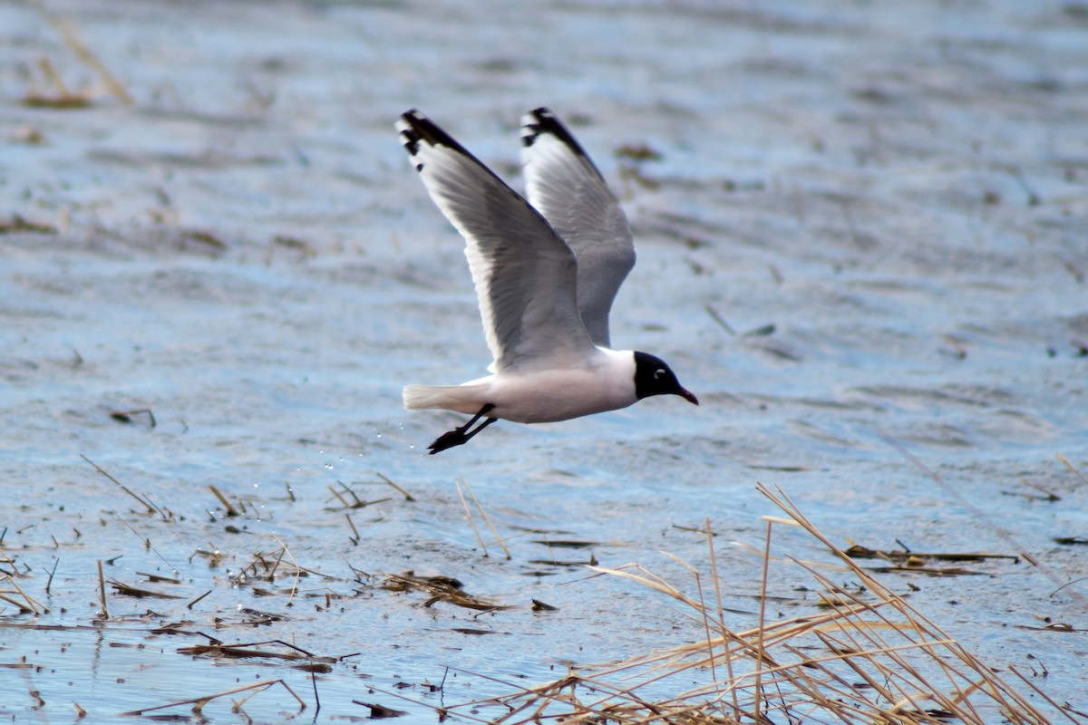 Franklin's Gull - ML234837061