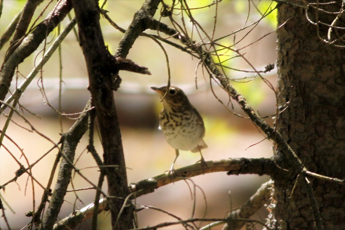 Swainson's Thrush - ML234837071