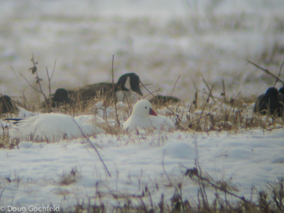 Ross's Goose - ML23483711