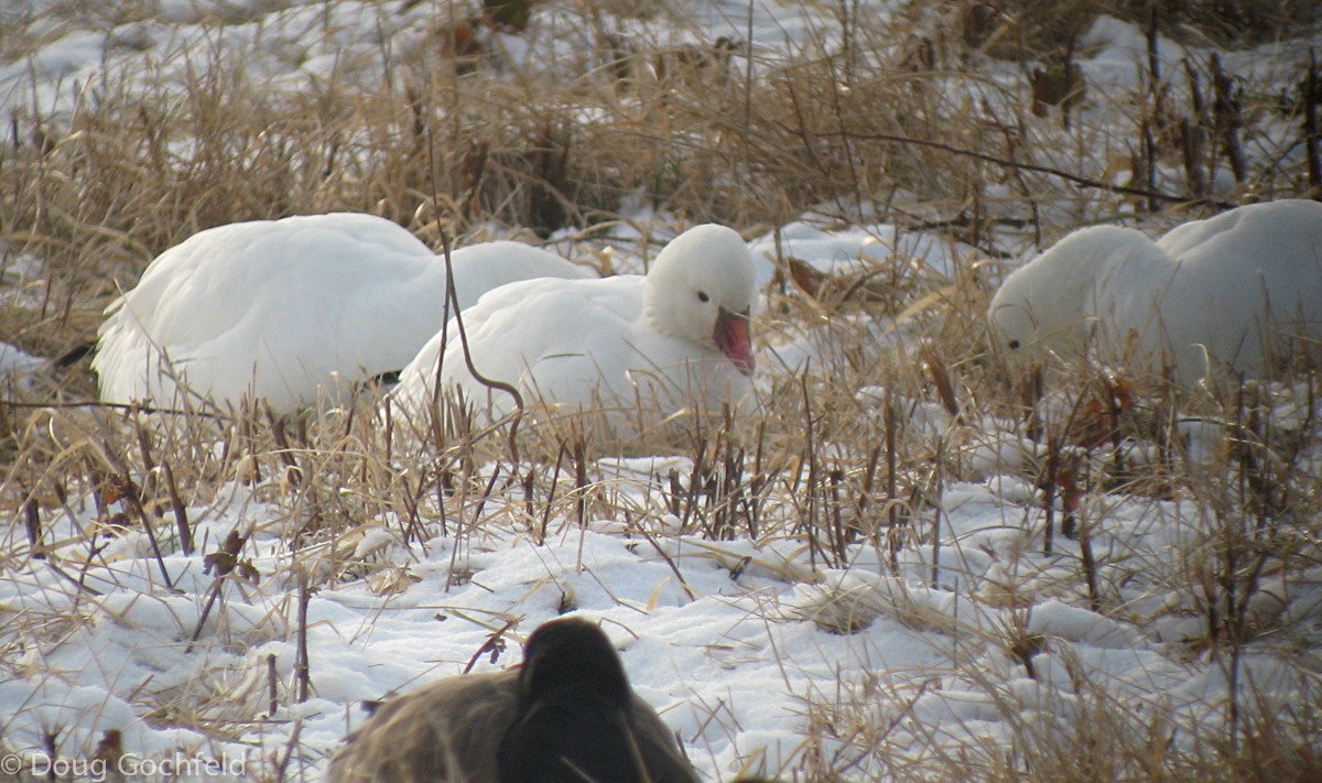 Ross's Goose - ML23483741