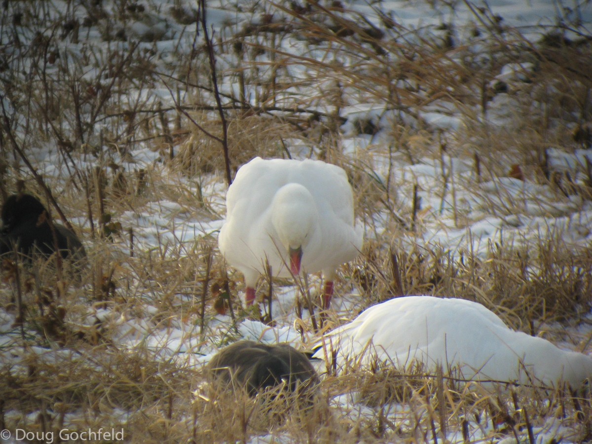 Ross's Goose - ML23483751