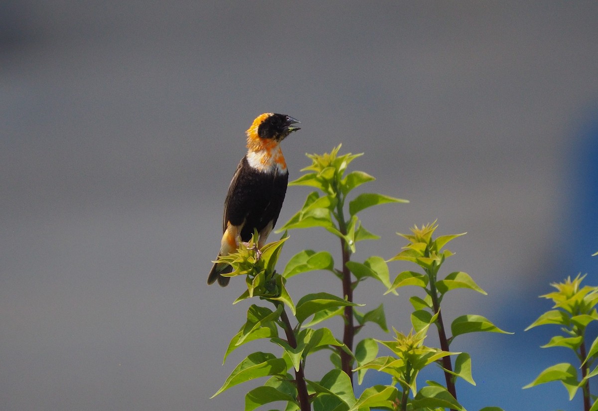 Southern Red Bishop - ML234839471