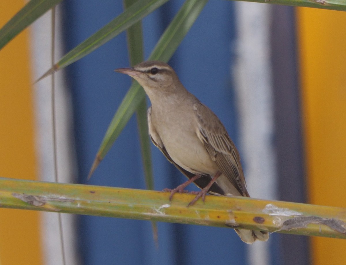 Rufous-tailed Scrub-Robin - ML234840721