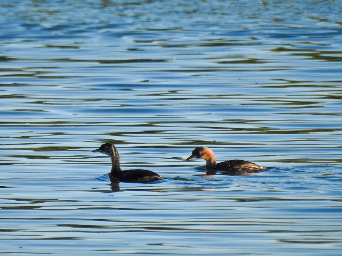 Little Grebe (Little) - Alastair Newton