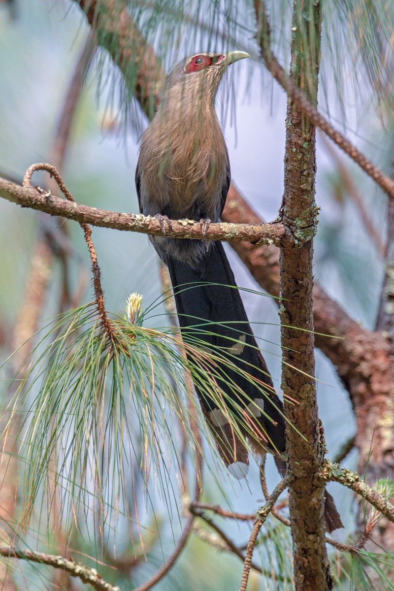 Green-billed Malkoha - ML234841581