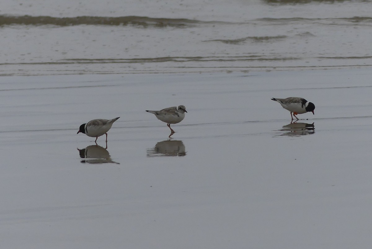 Hooded Plover - Anonymous