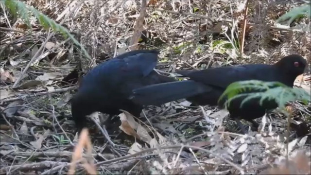 White-winged Chough - ML234843791