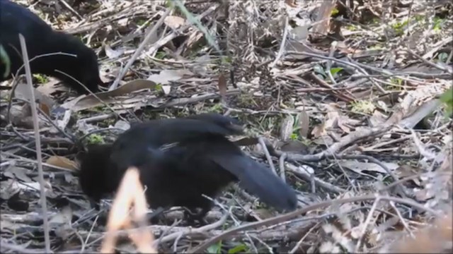 White-winged Chough - ML234844101