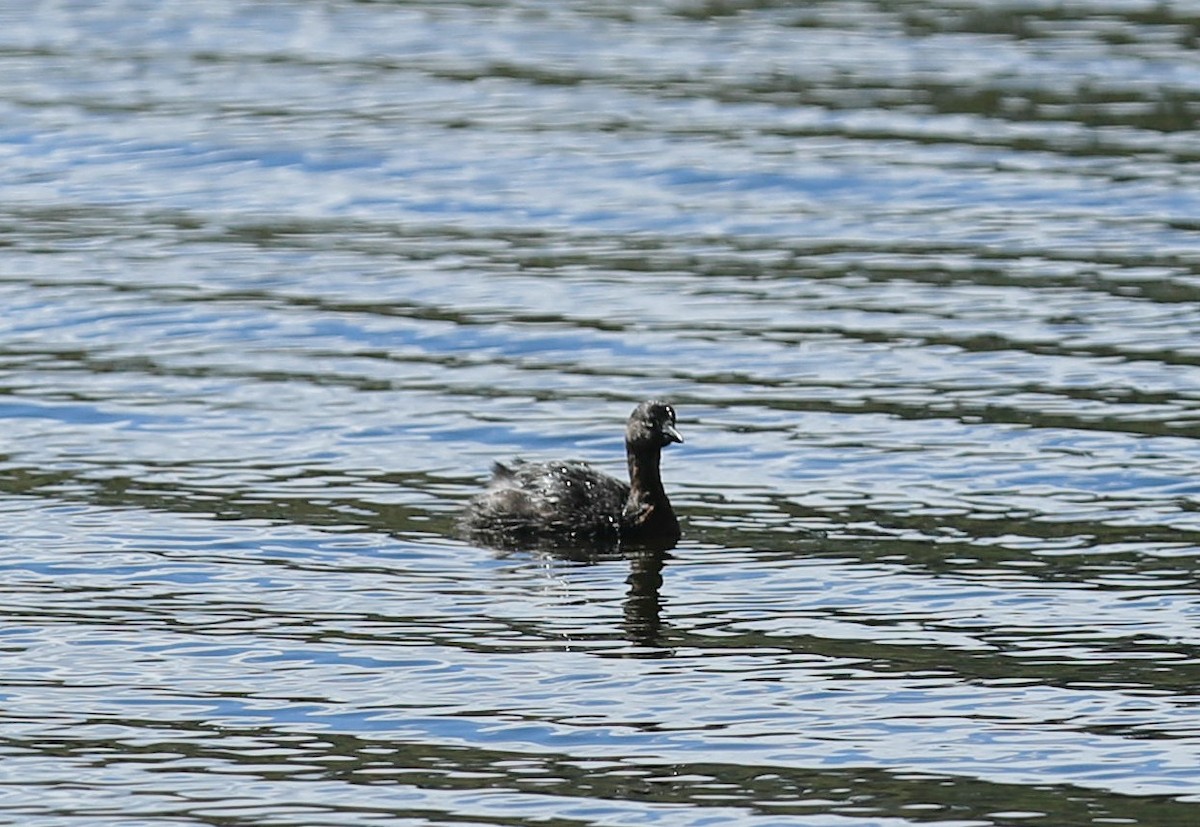 New Zealand Grebe - ML234844451