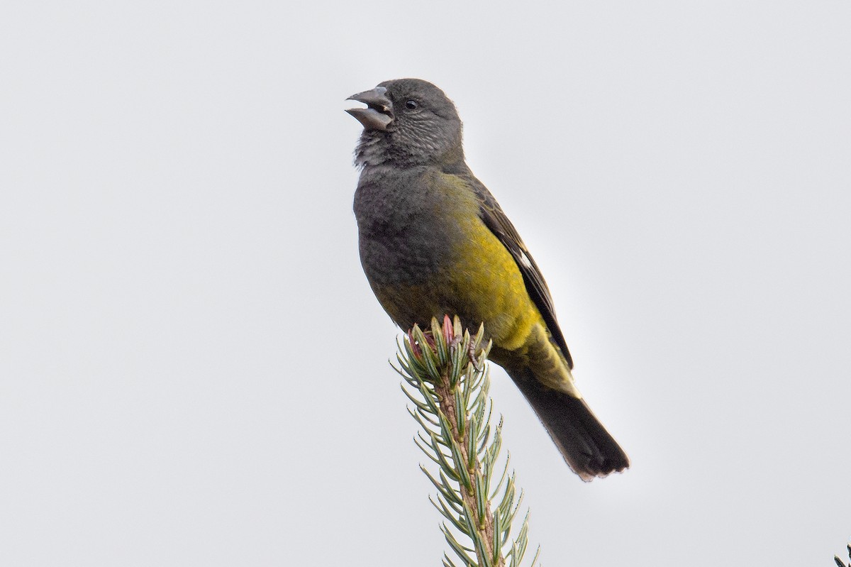 White-winged Grosbeak - ML234844591