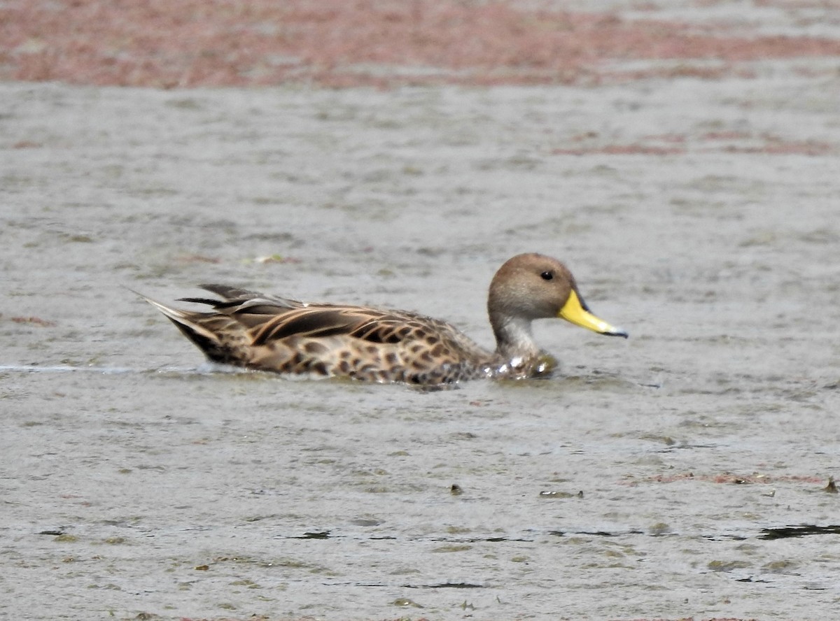 Yellow-billed Pintail - Daniel Ferriz