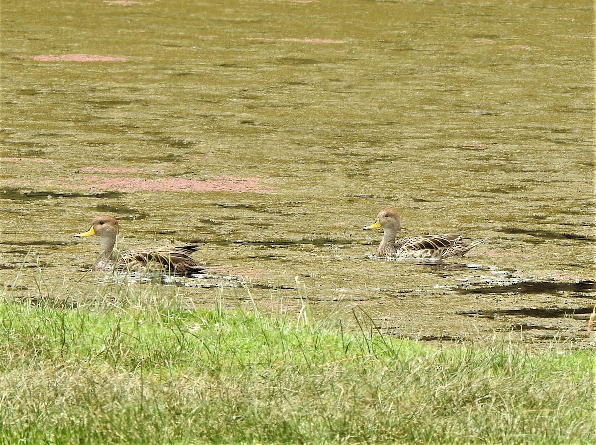 Yellow-billed Pintail - ML234845081