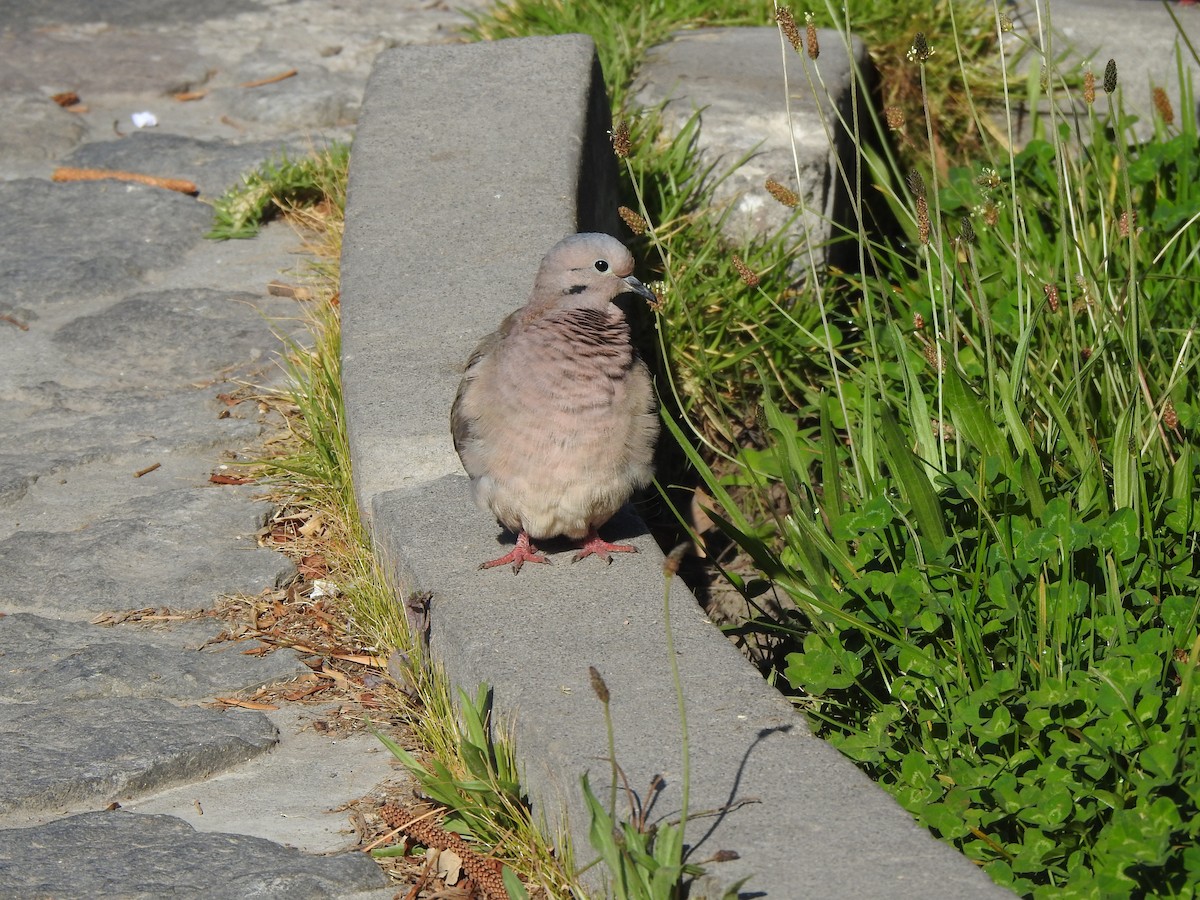 Eared Dove - ML234845131