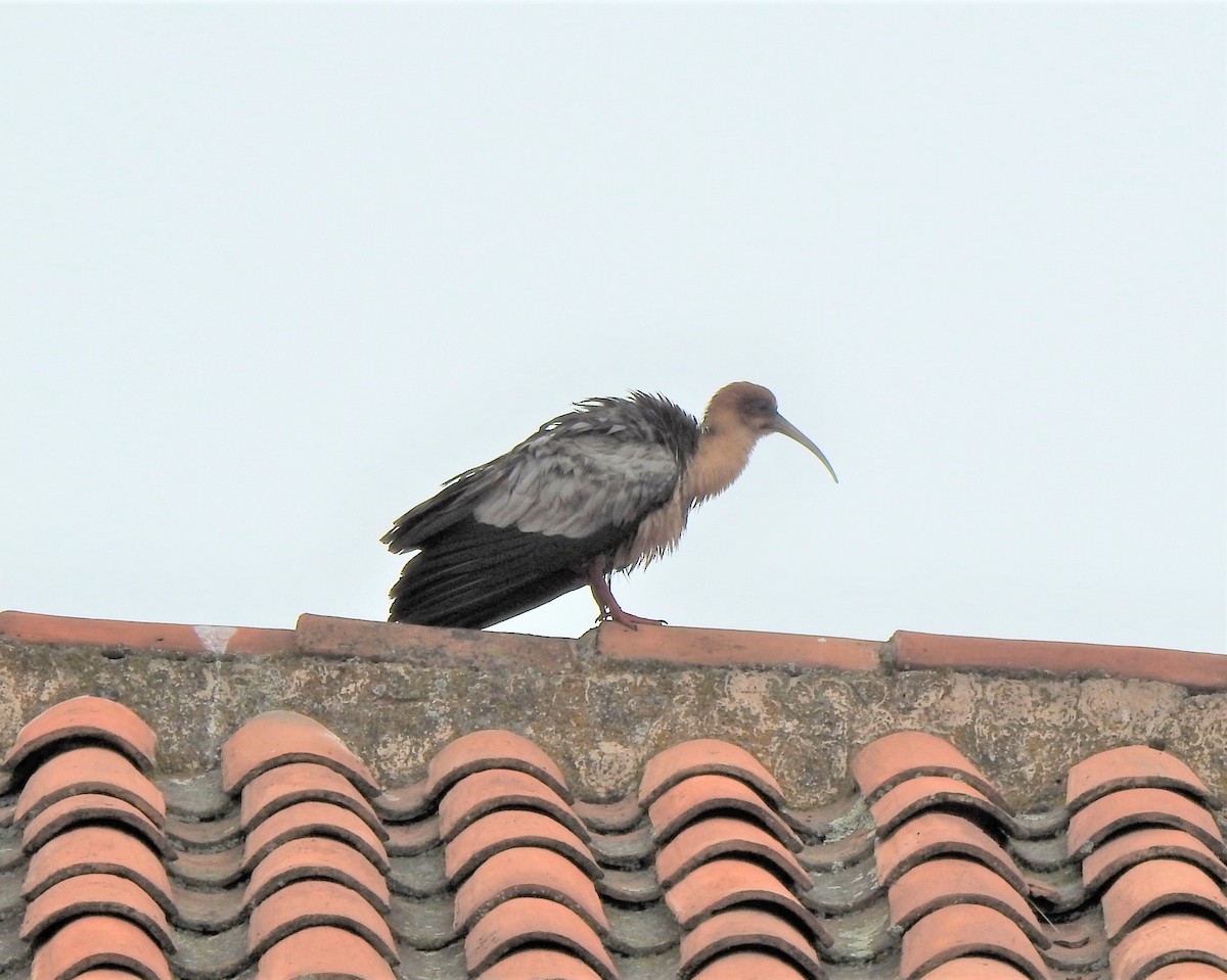 Andean Ibis - Daniel Ferriz