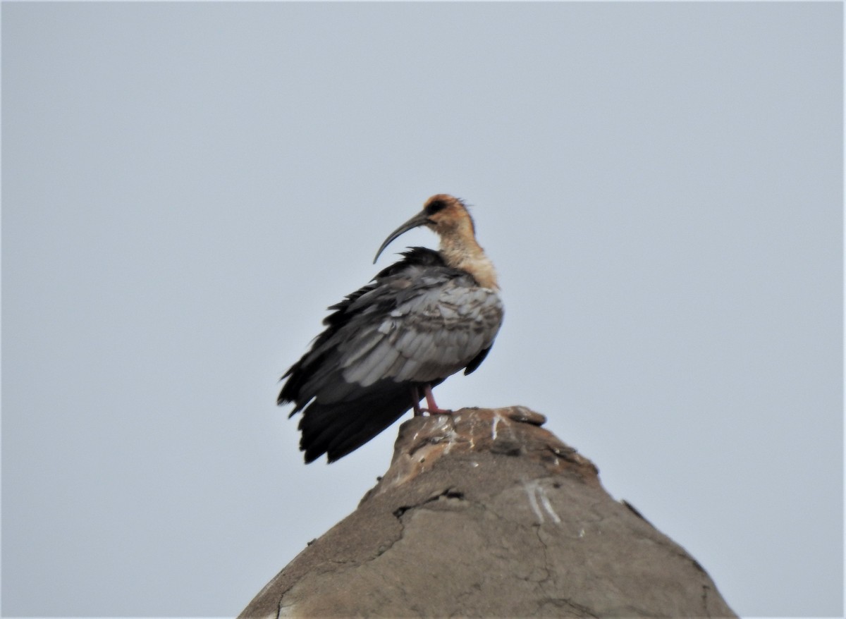 Andean Ibis - ML234845221