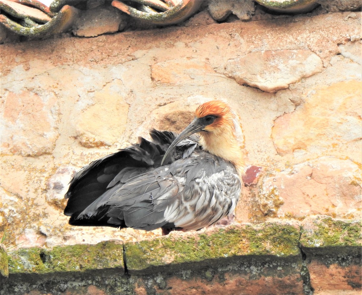Andean Ibis - ML234845231