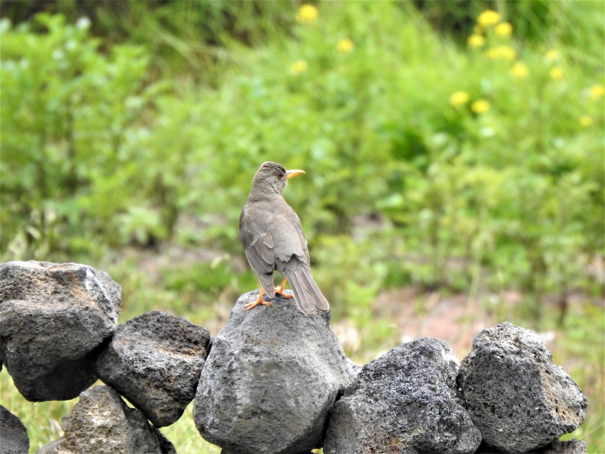 Chiguanco Thrush - ML234845251