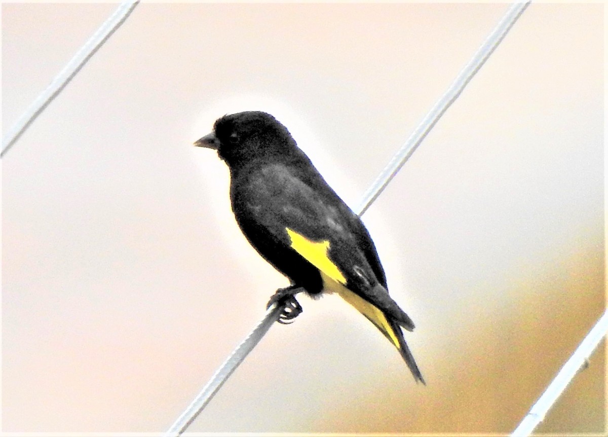 Black Siskin - ML234845261
