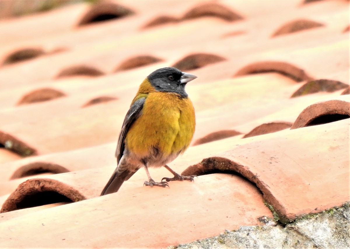 Black-hooded Sierra Finch - ML234845301