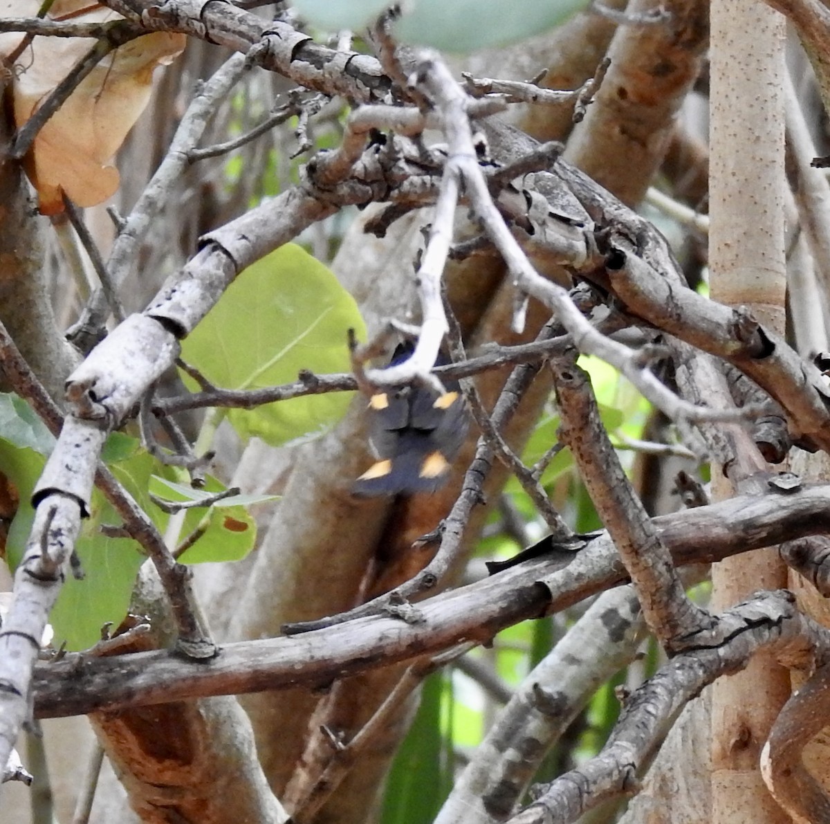 American Redstart - ML234846421