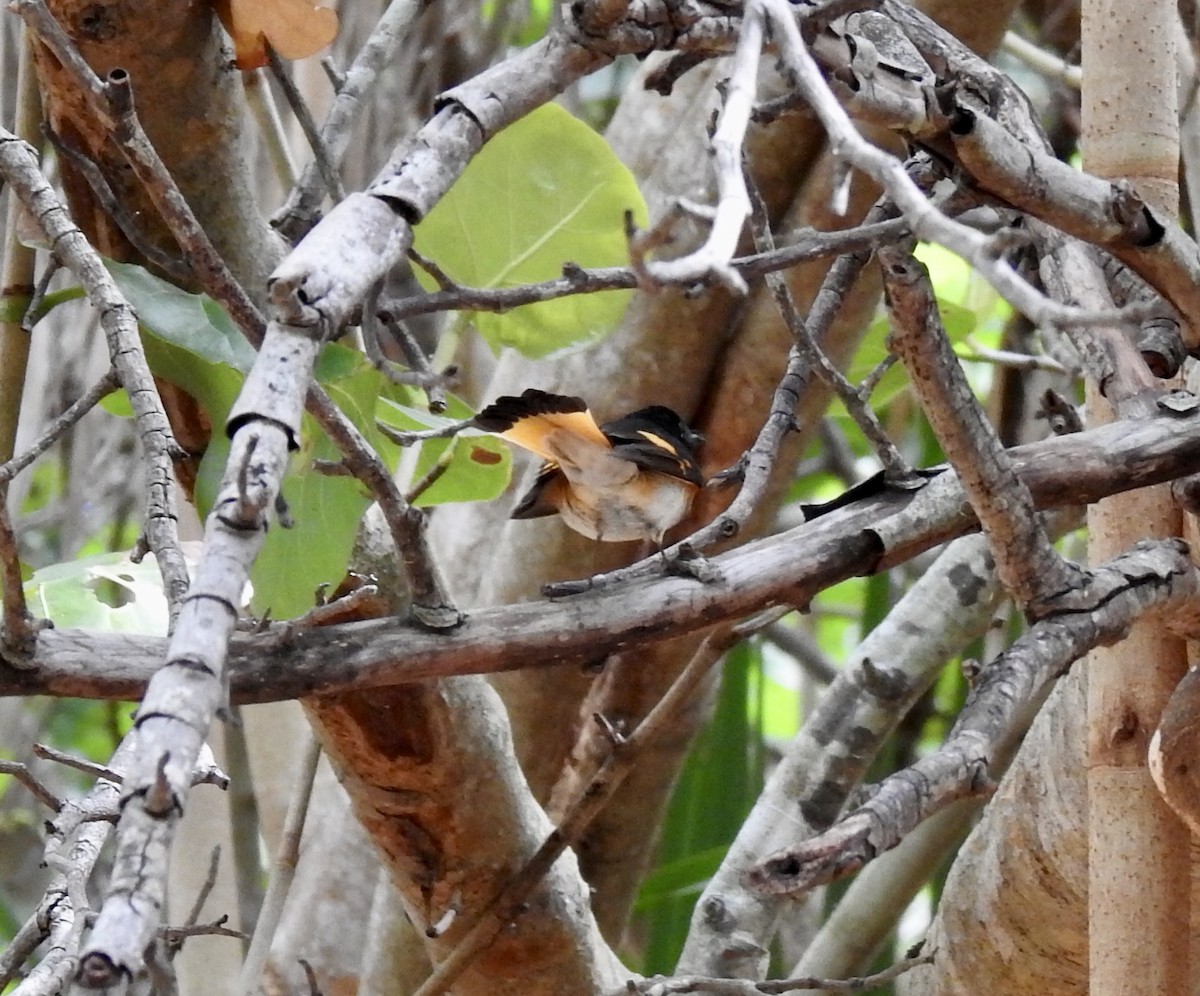 American Redstart - ML234846431