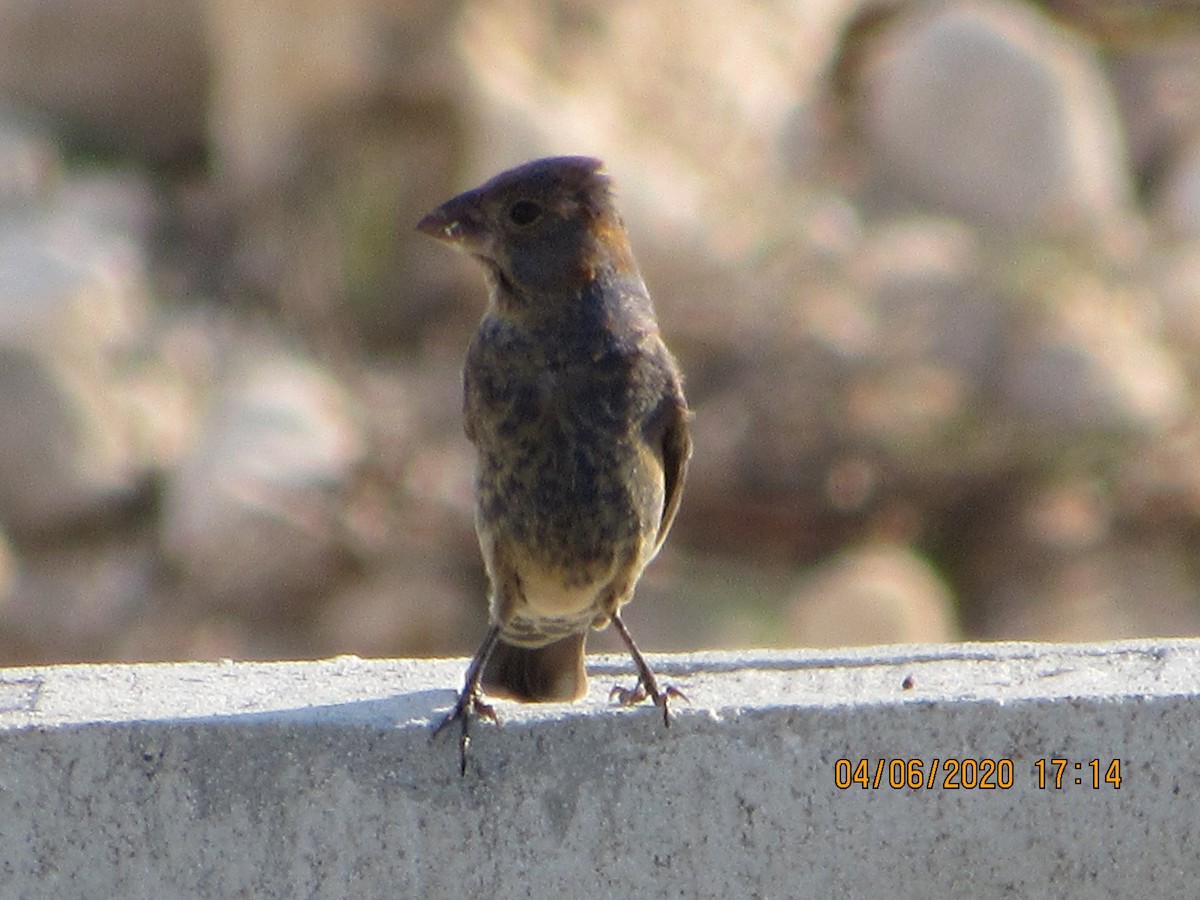 Blue Grosbeak - Vivian F. Moultrie