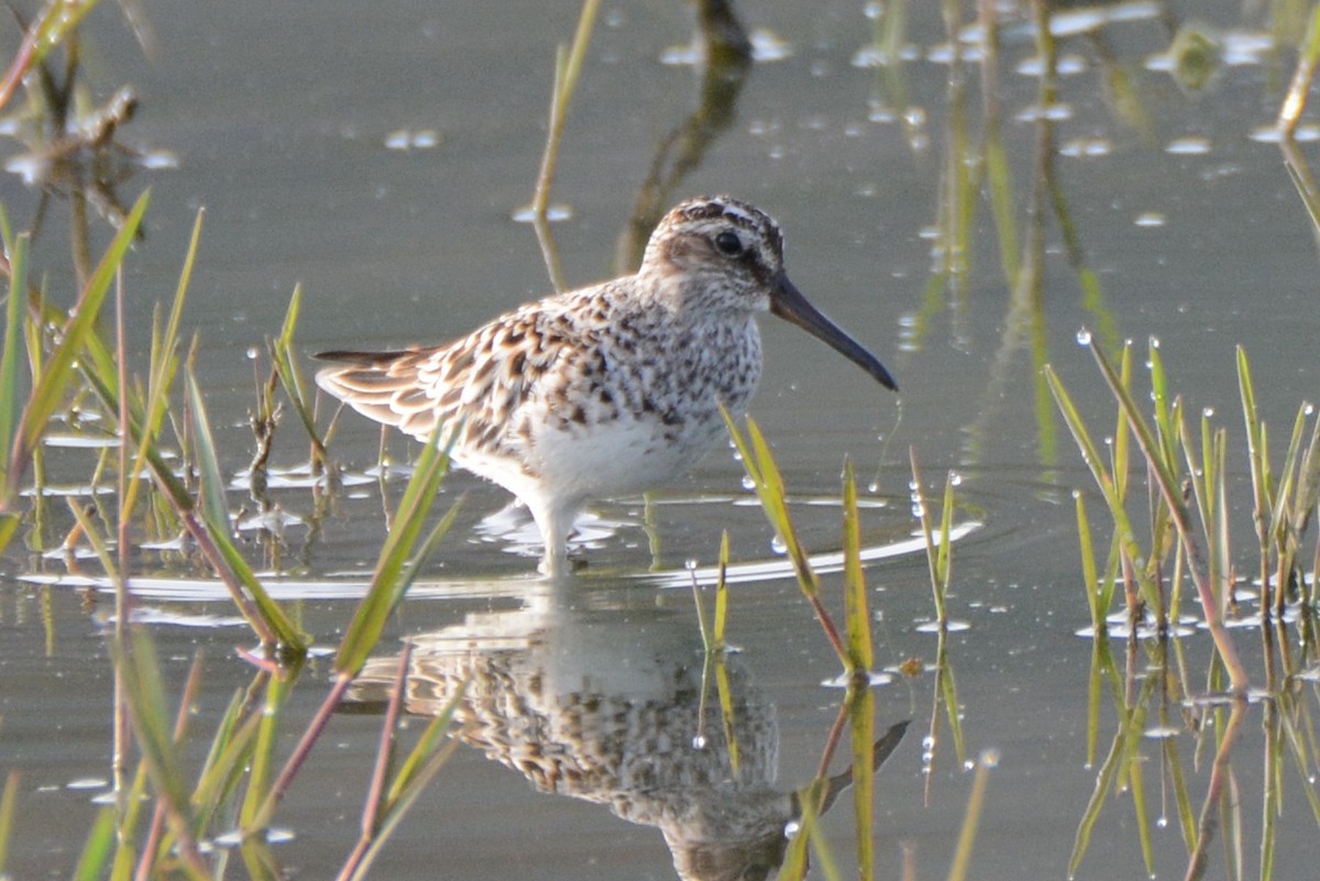 Broad-billed Sandpiper - Ergün Cengiz