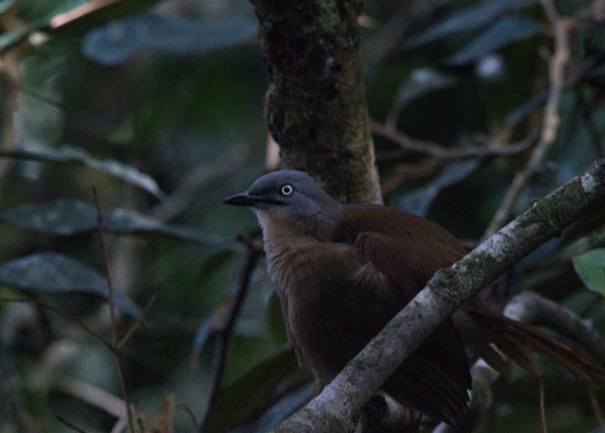 Ashy-headed Laughingthrush - Pavan Thilina Bopitiya Gamage