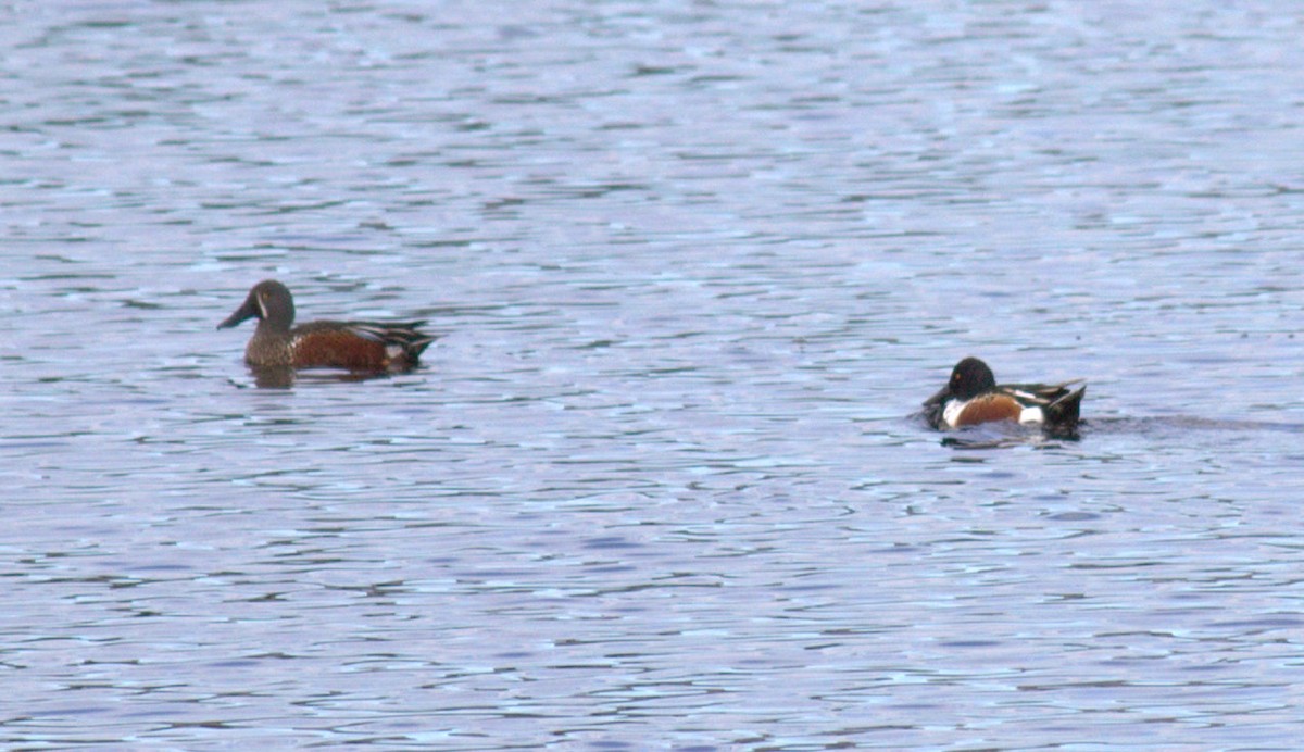 Northern Shoveler - ML234849701