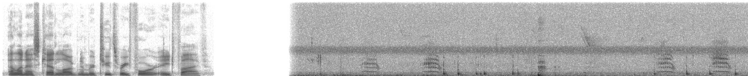Corbeau à nuque blanche - ML23485