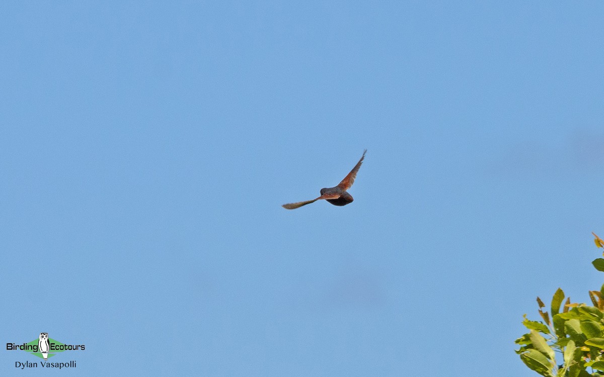 Blue Quail - Dylan Vasapolli - Birding Ecotours