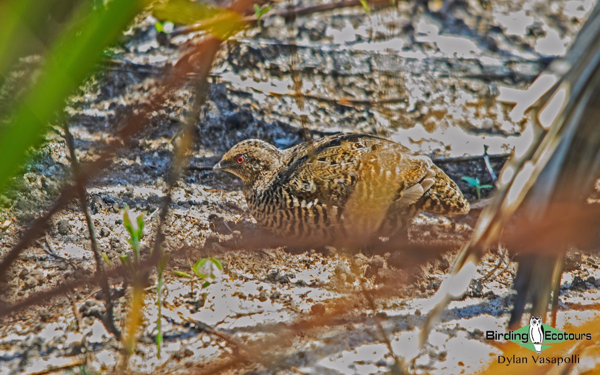 Blue Quail - Dylan Vasapolli - Birding Ecotours