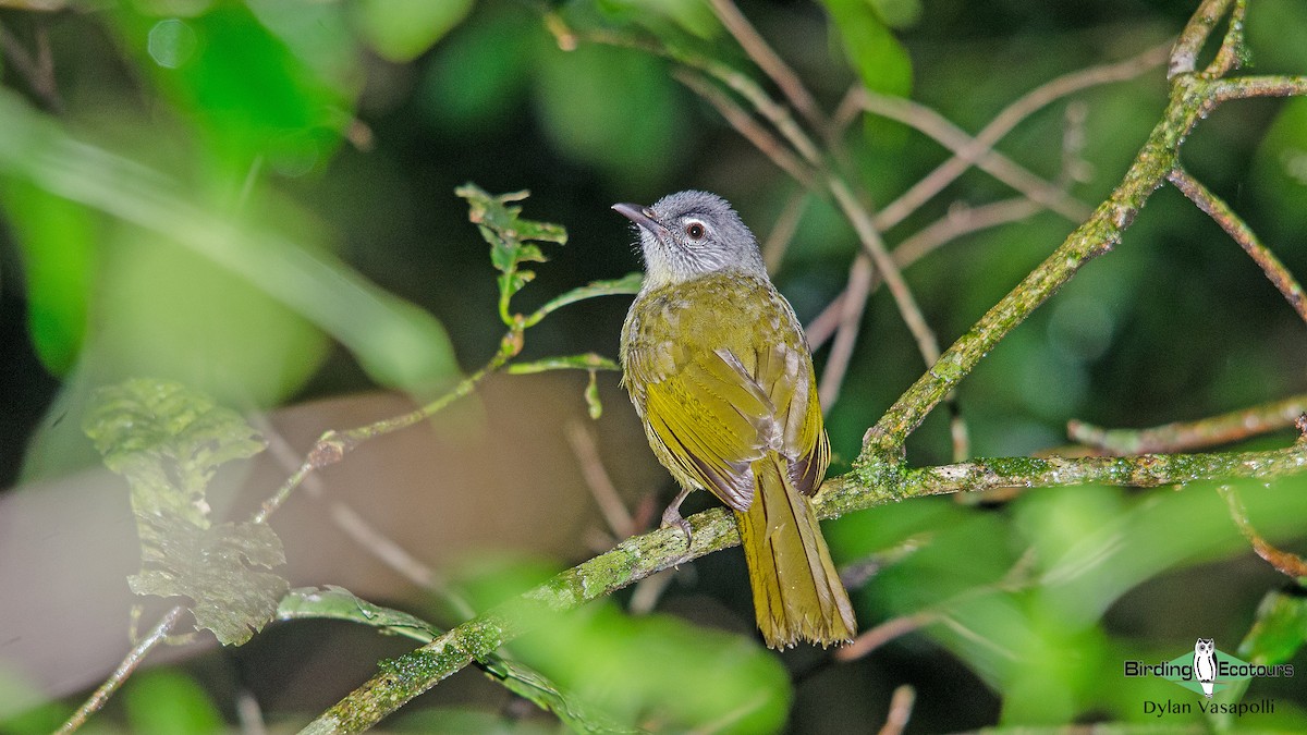 Stripe-cheeked Greenbul (Stripe-cheeked) - ML234851281