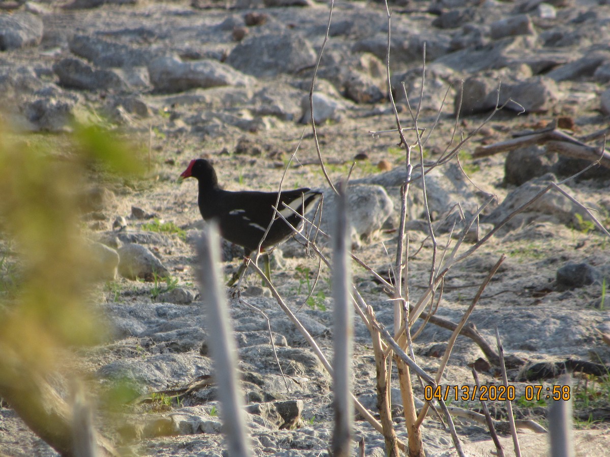 Common Gallinule - Vivian F. Moultrie