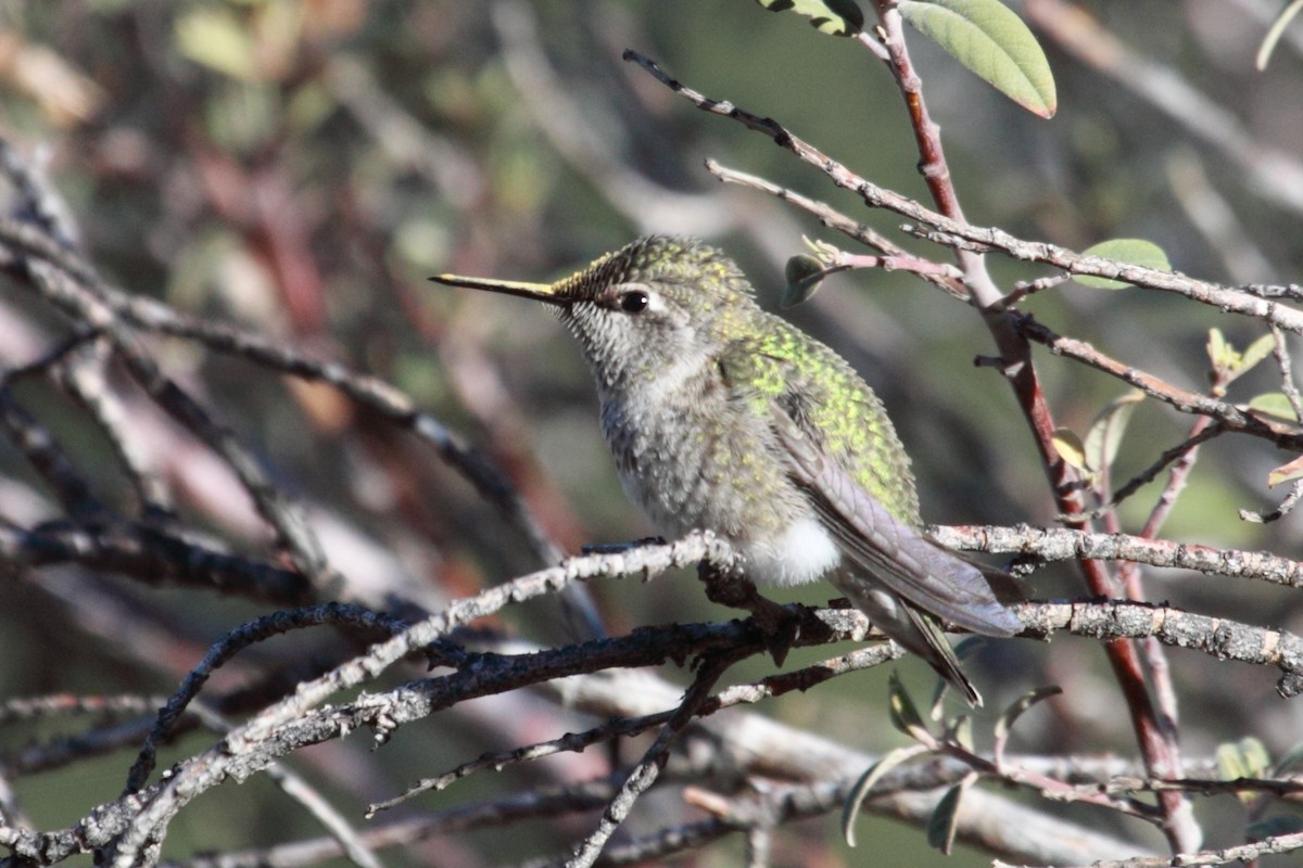 rødmaskekolibri - ML234853981