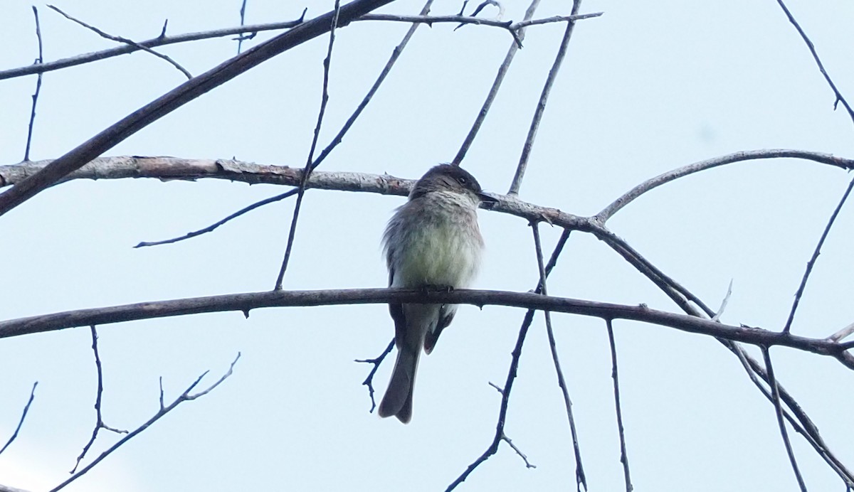 Eastern Phoebe - ML234854821