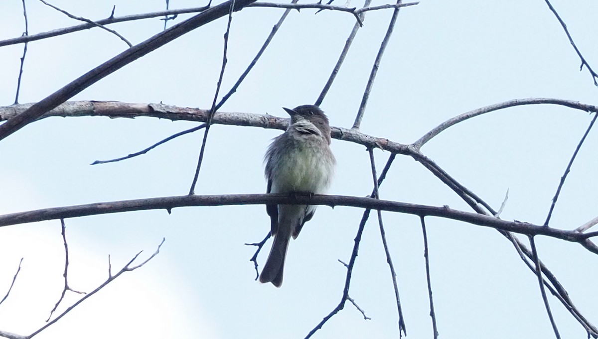 Eastern Phoebe - ML234854831