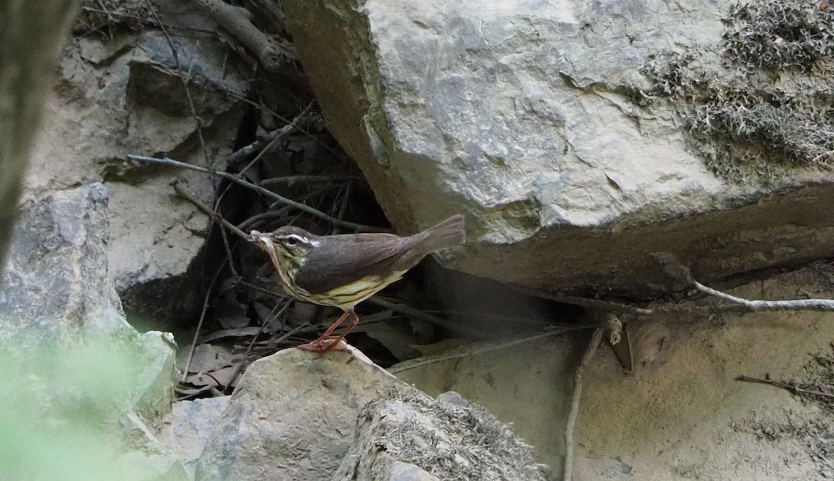 Louisiana Waterthrush - ML234854841