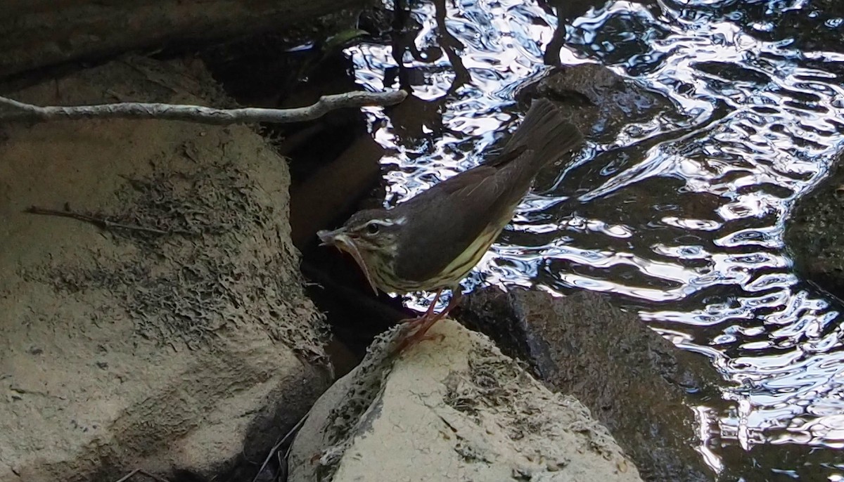 Louisiana Waterthrush - ML234854851