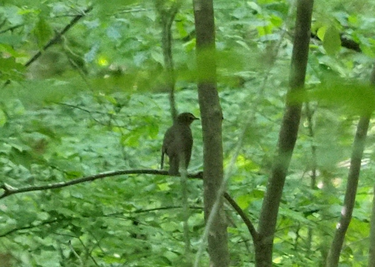 Swainson's Thrush - ML234854861