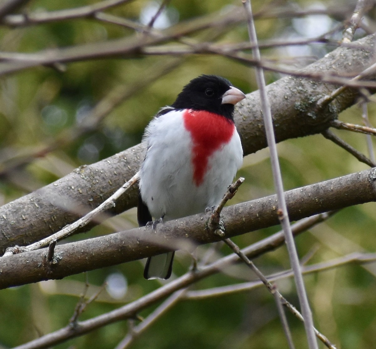 Rose-breasted Grosbeak - ML234856691