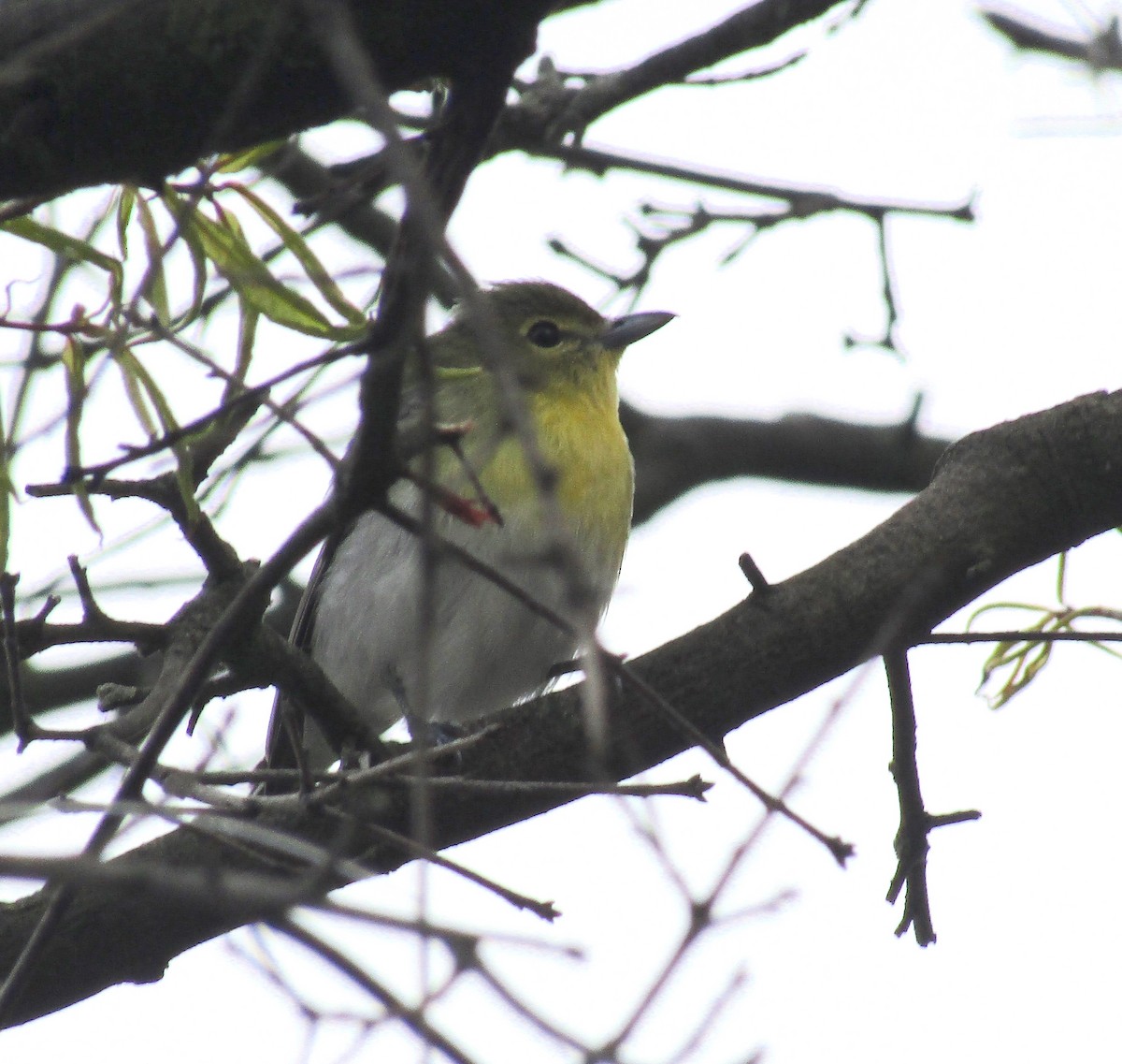 Yellow-throated Vireo - ML234857251